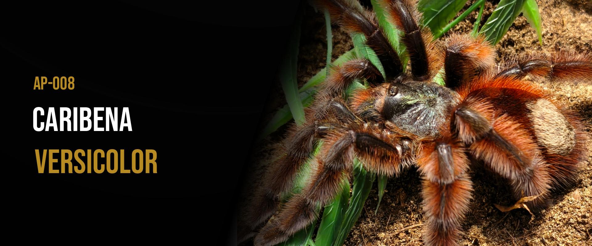 Caribena versicolor